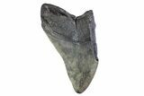 Partial Fossil Megalodon Tooth - South Carolina #374890-1